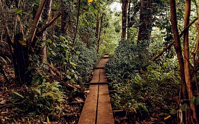 A narrow wooden walkway winds through a dense, lush green forest, surrounded by tall trees and overgrown plants, leading into the woods.
