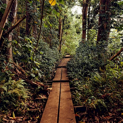 A narrow wooden walkway winds through a dense, lush green forest, surrounded by tall trees and overgrown plants, leading into the woods.