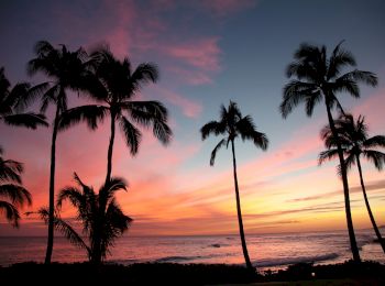 The image shows a beautiful sunset or sunrise over the ocean with silhouettes of tall palm trees against a colorful sky of pink, orange, and blue shades.