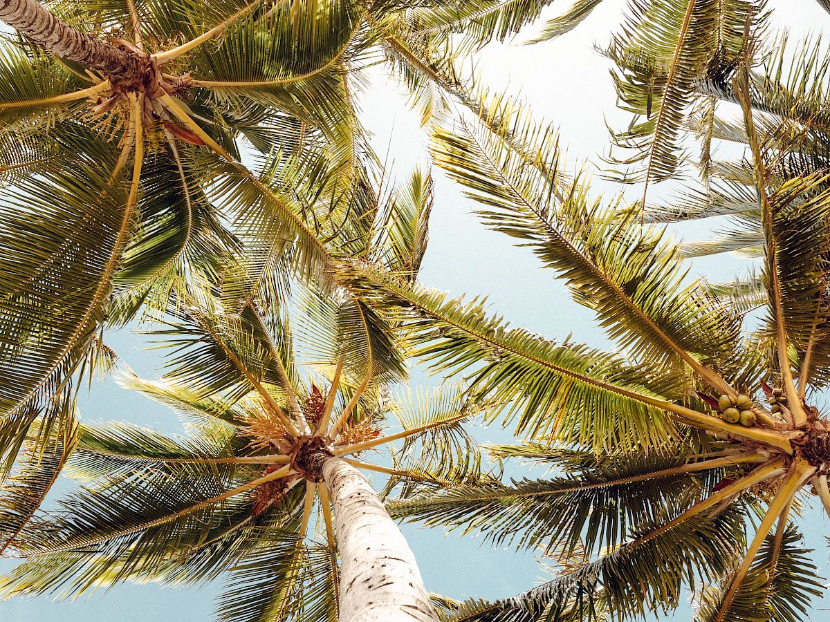 The image shows a view looking up at tall palm trees with green fronds against a bright sky. The perspective is from the ground upwards.