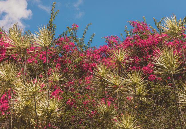 The image features a vibrant mix of spiky green plants and bright pink flowers against a backdrop of a clear blue sky.